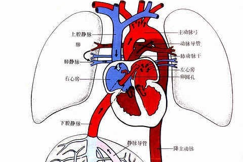 血液循环动画系统图_血液循环动画_血液循环系统 动画