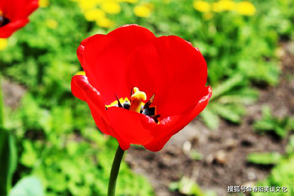 变态王子和不会笑的猫情头_变态动漫王子猫类似笑话_和变态王子与不笑猫类似的动漫