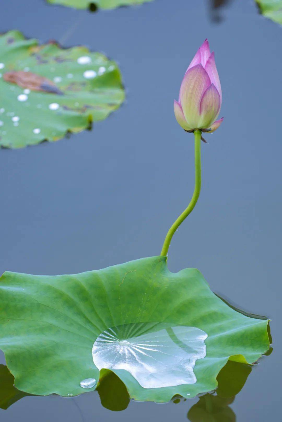 大班民间游戏荷花荷花几时开_民间游戏 荷花荷花几月开_民间游戏荷花荷花几月开