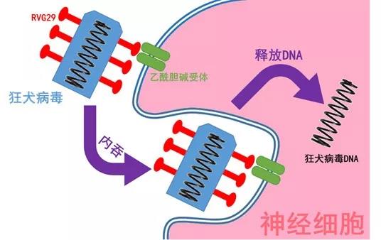 光谱拉曼软件分析怎么做_拉曼光谱分析软件_拉曼光谱图分析软件