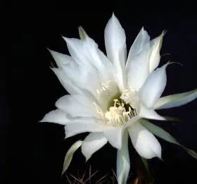 忧昙花,忧昙花的神秘与美丽