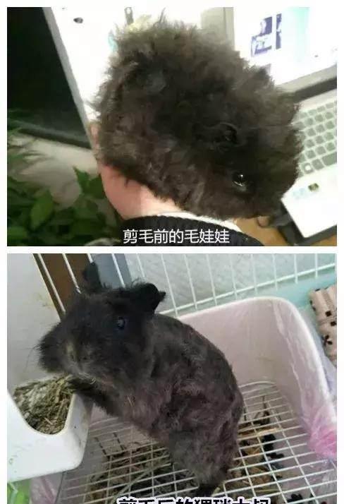 猪猪视频为什么不能用了,猪猪视频无法使用的原因分析及解决方案