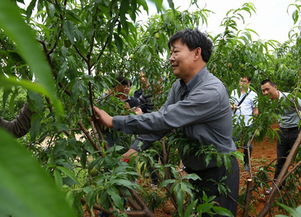 桃隐野生科学家