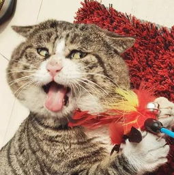 新版猫咪猫咪必火官网