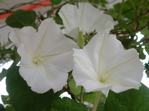 月光花钥匙,探索《死亡细胞》中的神秘钥匙