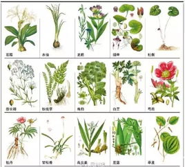 草药学攻略系统和安卓,安卓平台上的草药知识宝库
