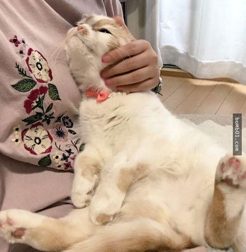 断掉的猫游戏,猫和老鼠手游断线应对攻略