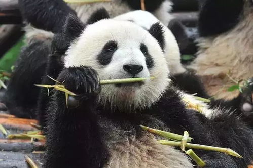 熊猫划竹子游戏,体验自然与智慧的交融