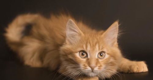 养猫游戏生小猫,开启温馨育儿之旅