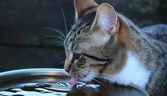猫咪喝水的游戏,一场趣味盎然的喝水游戏之旅
